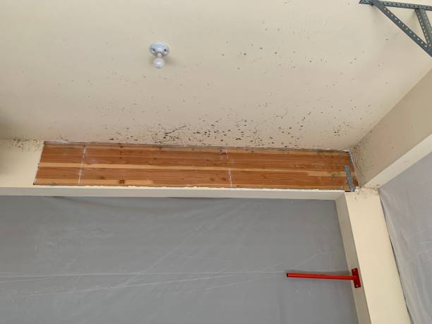Best Basement Mold Removal  in Cottonwood, AZ