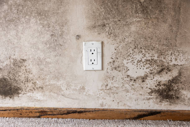 Best Forensic Mold Investigation  in Cottonwood, AZ